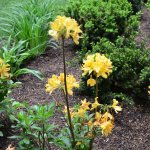 flowers in mulched garden bed. (Photo by Photo by Roger Tunis)